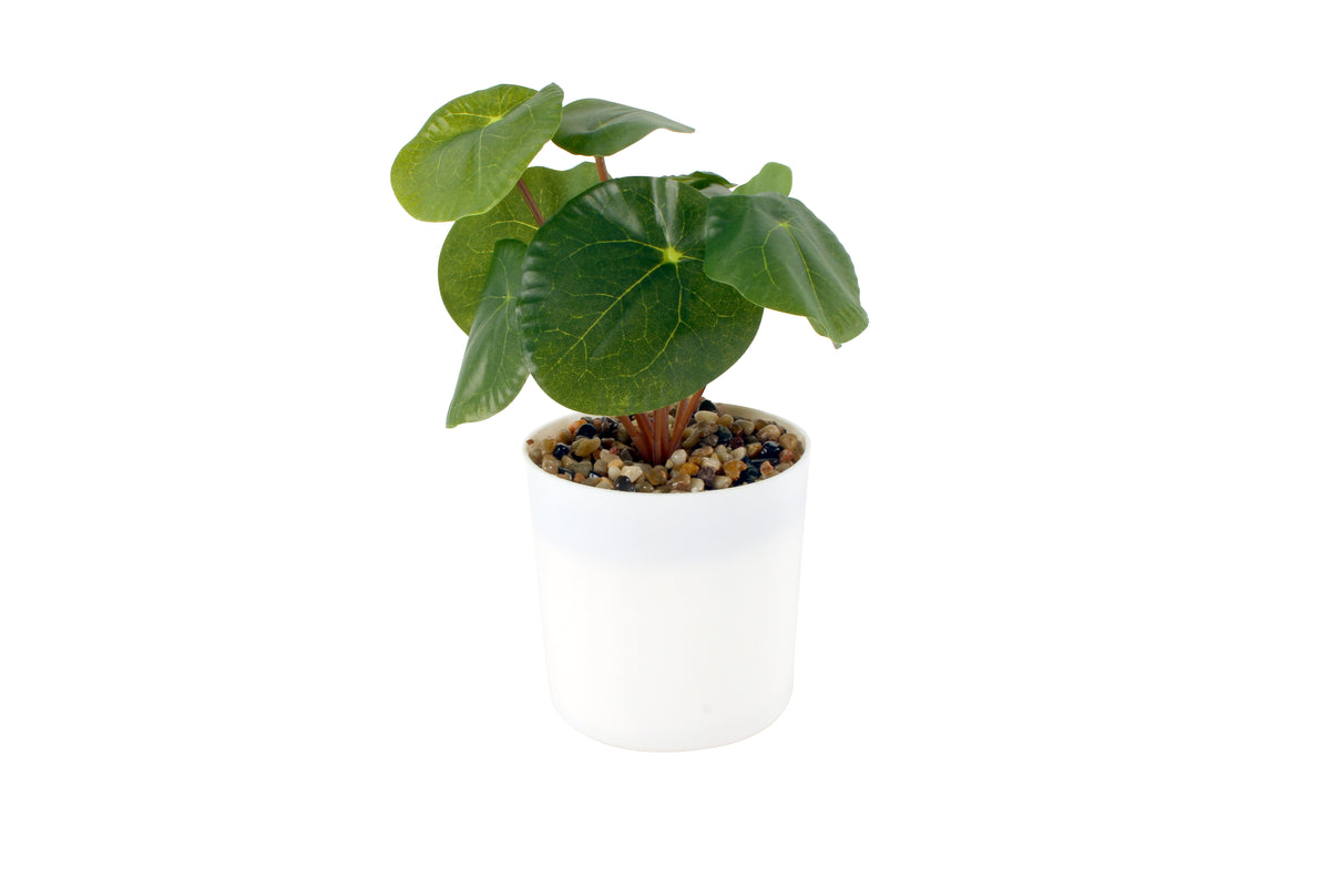 Money Plant In White Pot 22 cm