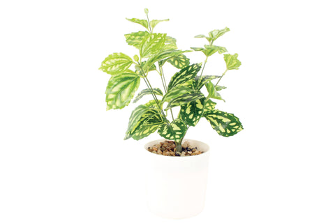 Dieffenbachia Plant In White Pot 30 x 20 cm