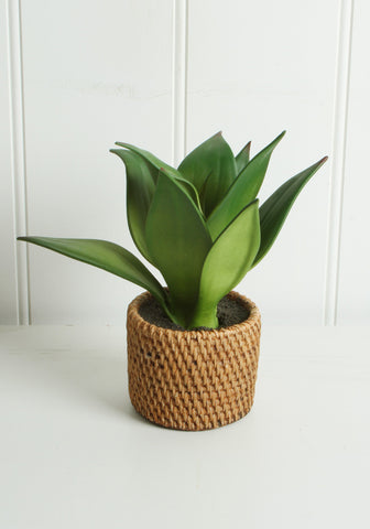 Aloe In Ceramic Weave Pot 25 x 10 cm