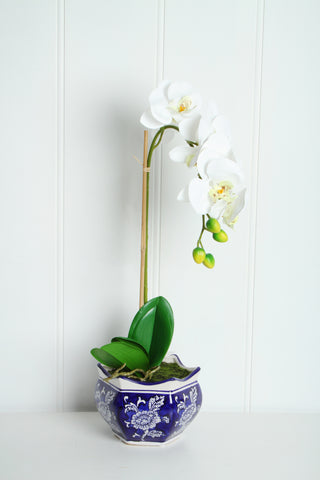 Hema Ginger Jar With Potted Orchid
