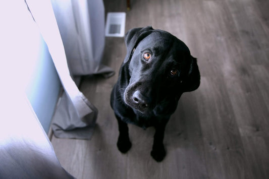 3 Ways To Make Your Home Pet Friendly