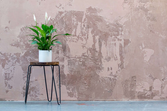 Top Plant Stand Ideas For Your Home