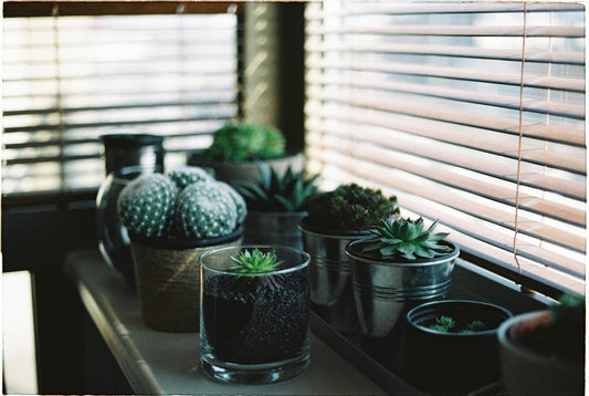 Top Tips to Pick the Right Pots for Your Indoor Plants