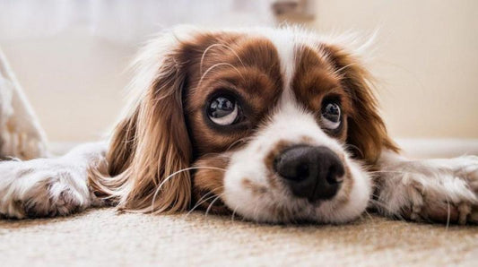How to calm your furry friend: A Guide to easing Pet Anxiety
