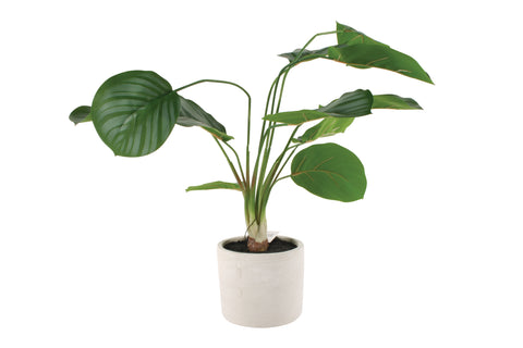 ARROWROOT REAL TOUCH PLANT IN CONCRETE POT 56CM
