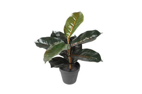 POTTED REAL TOUCH BURGUNDY RUBBER PLANT 36cm