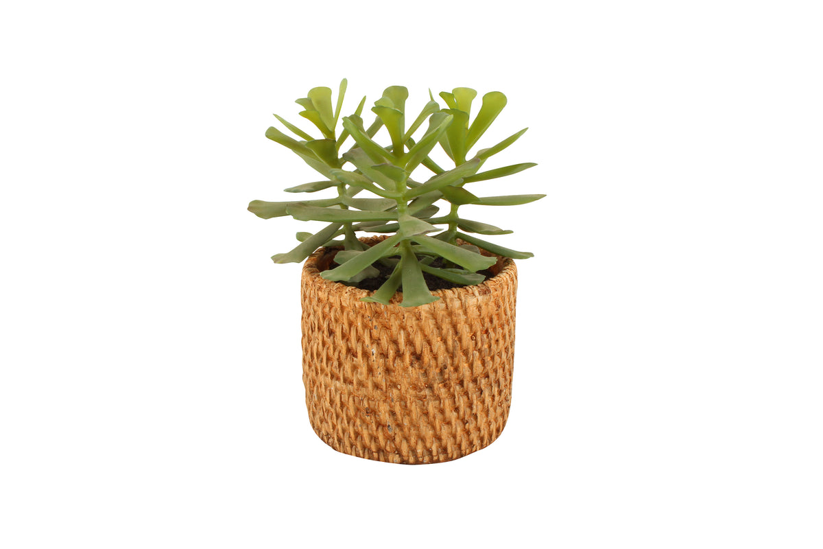 Succulent In Ceramic Weave Pot 18cm x 10cm