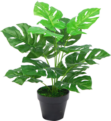 MONSTERA PLANT IN PLASTIC POT 45cm