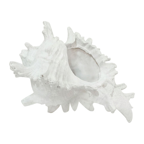 Hao Resin Conch Shell