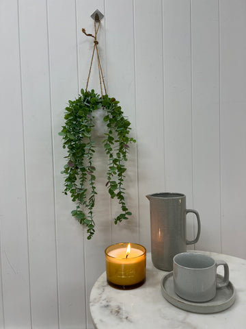 Eucalyptus in Hanging Pot 50cm