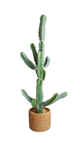 Cereus Cactus In Ceramic Weave Pot 72cm