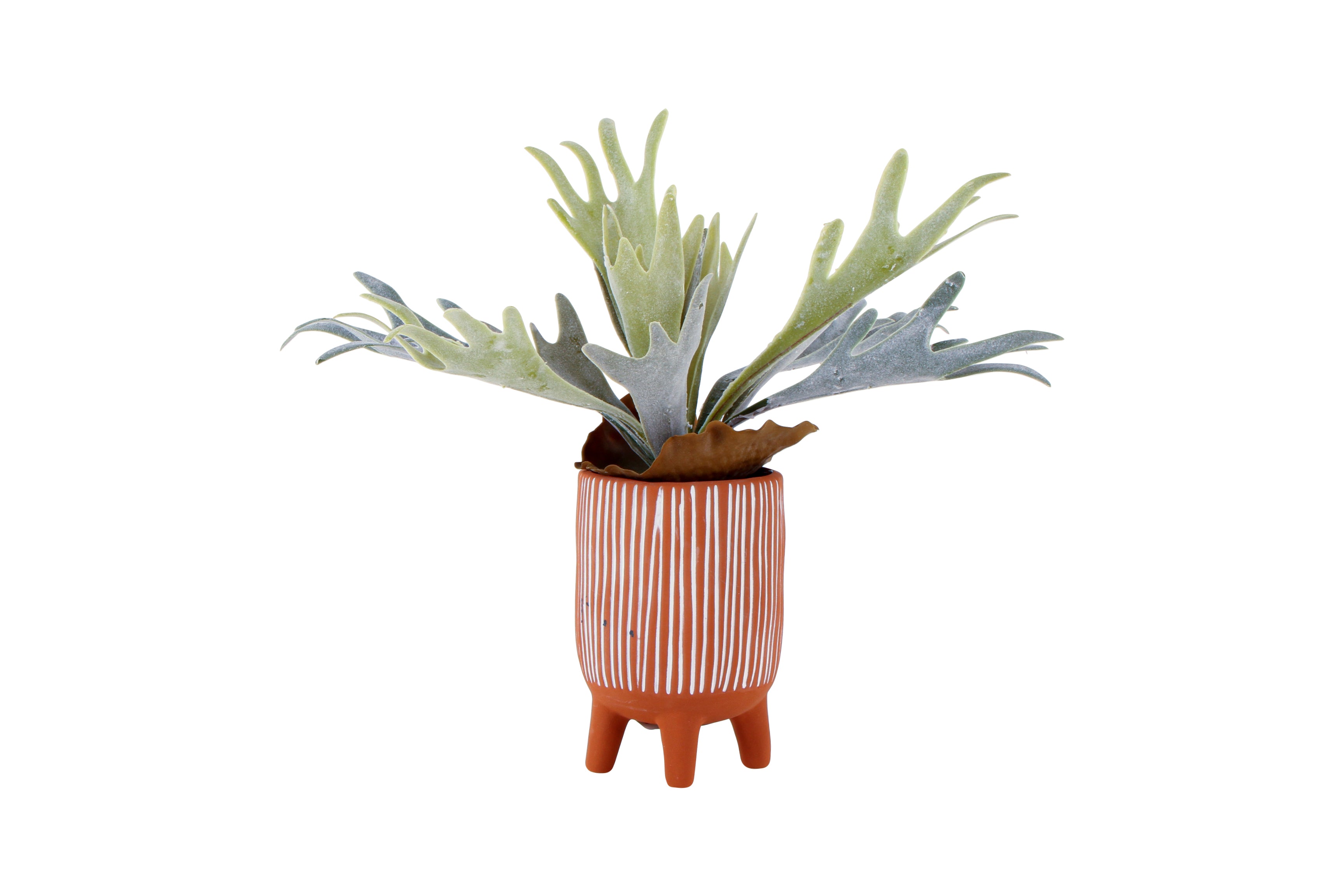 STAGHORN IN TERRACOTTA POT WITH FEET 19 X 14 X 14 cm